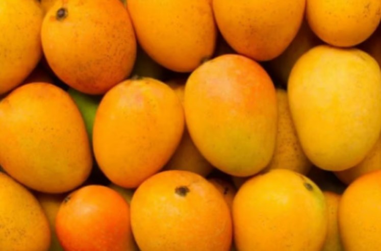 Mango-Hafus